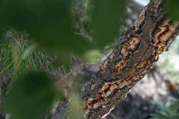 cork tree bark nature