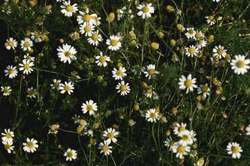 Fototapeta premium white flowers with dark background