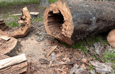 A felled pine tree with a rotten trunk inside