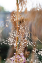 dry flowers beautiful fine art