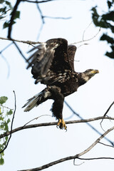 eagle in flight