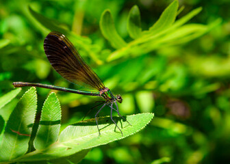 Dameselfy in Aïtone forest, river and waterfall, Evisa, Corsica, France. Close up portrait of a dameselfly on green leaf with blurry background.