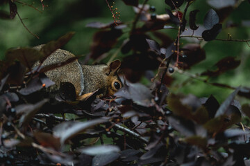 squirrel eating yummy cute