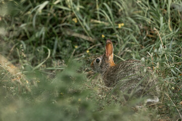 rabbit bunny in grass