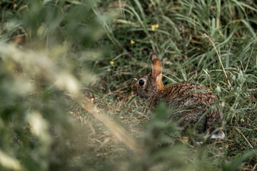 rabbit bunny in grass