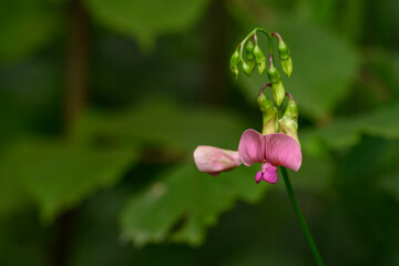 Obraz premium Pink field pea flower in detail. 