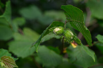 Hazelnut ripening on a branch.
