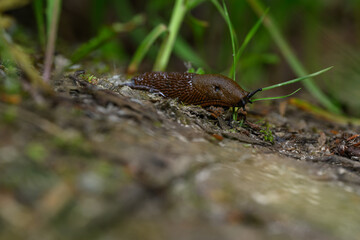 Brown snail outdoors in nature.

