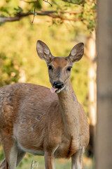 baby deer portrait animal green nature
