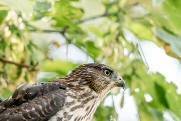 Cooper's hawk bird of prey 