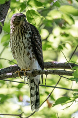 Cooper's hawk bird of prey 