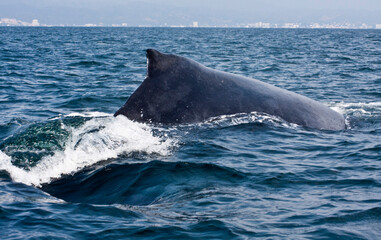 Humpback dorsal