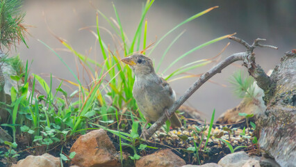Small Bird Perched Among Rocks and Greenery in Natural Habitat