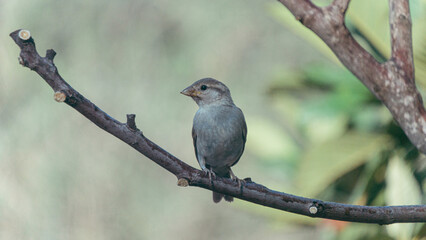 Sparrow Perched on Tree Branch in Natural Setting