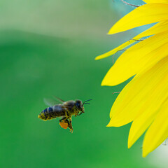 Close-Up of Bee Pollinating a Vibrant Yellow Sunflower