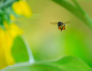 Close-Up of Bee Collecting Pollen in Vibrant Green Garden