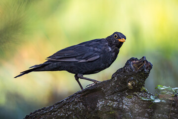 Amsel (Turdus merula) sitzt auf Baumstamm und beobachtet