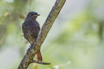 Hausrotschwanz (Phoenicurus ochruros) sitzt auf Ast und hält Kopf nach rechts