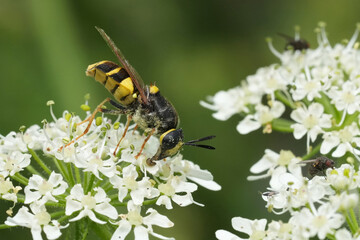 Closeup on the yellow striped European Banded General soldierfly, Stratiomys potamida on a white Heracleum sphondylium flower
