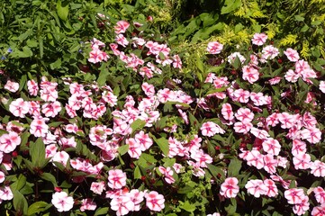 Fototapeta premium Les fleurs roses du Thabor