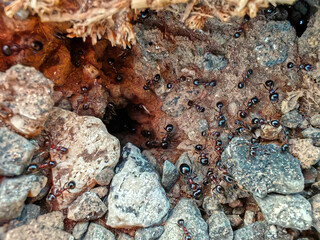 Anthill in Rome