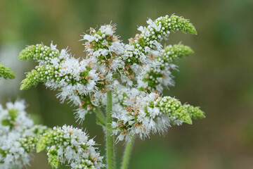 Closeup on a white flowering European apple mint, Mentha suaveolens in the Gard, France