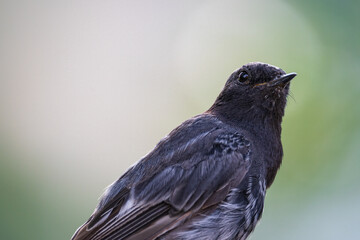 Hausrotschwanz schaut nach oben