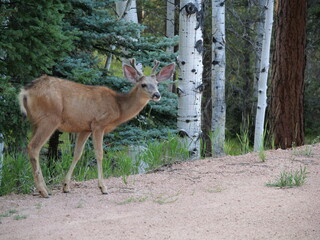 Mule Deer in the Florissant Colorado Mountains