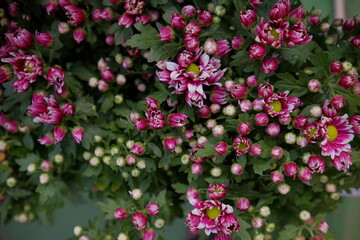 beautiful purple blooming flower with green stem photographed with narrow focus.