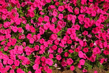 a cluster of magenta flowers photographed from above in bright daylight