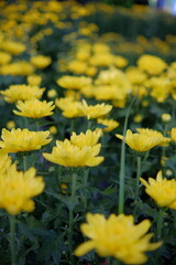 beautiful yellow blooming flowers with green stems photographed with narrow focus.