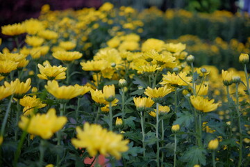 beautiful yellow blooming flowers with green stems photographed with narrow focus.
