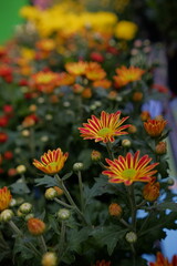beautiful red mixed yellow blooming flowers with green stems photographed with narrow focus.
