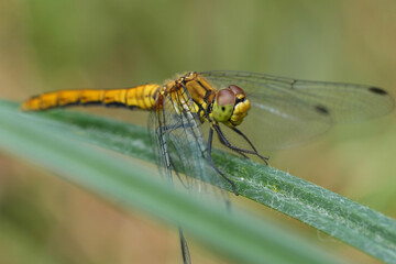 Closeup on a European female Ruddy Darter dragonfly, Sympetrum sanguineum perched on a grass-blade