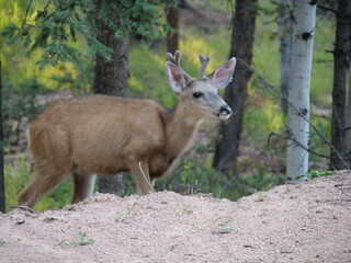 Mule Deer in the Florissant Colorado Mountains