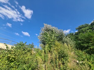 bushes and trees with blue sky and clouds in Berlin Schöneweide