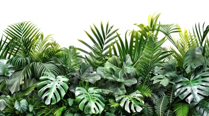 Lush green tropical plants bush (monstera, palm, rubber plant, pine and fern), cut out. 