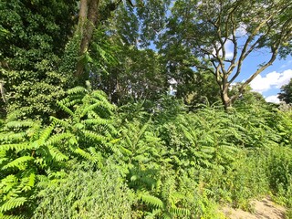 green trees and bushes with blue sky and clouds in Berlin Schöneweide