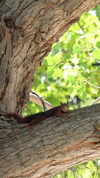 Ardilla roja (Sciurus vulgaris) joven intentando camuflarse sobre tronco de &aacute;rbol sin conseguirlo del todo, Alcoy, Espa&ntilde;a