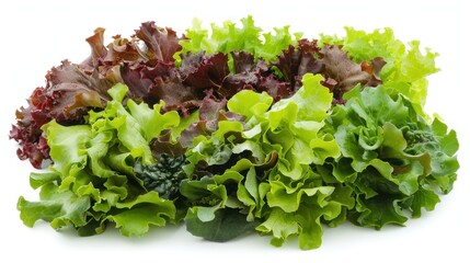 salad, lettuce, Batavia, Lollo Bionda, Romain, Red Oak, Lollo Rosso, isolated on white background, clipping path, full depth of field