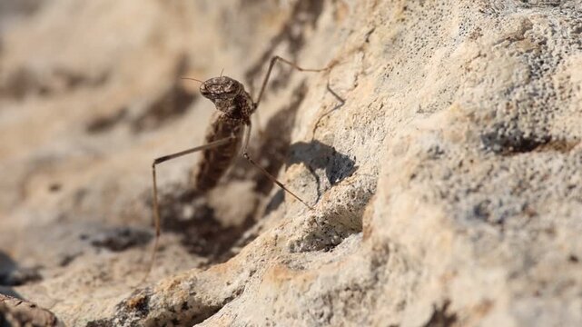 Mantis enana mediterranea, Ameles decolor, mirando a c&aacute;mara con movimiento de cabeza, Alcoy, Espa&ntilde;a