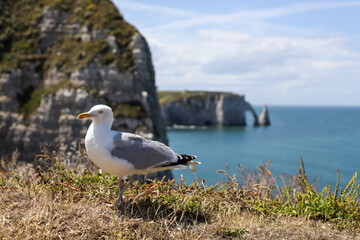 One dove stands on a rock against the backdrop of the sea and the nature of the arch.