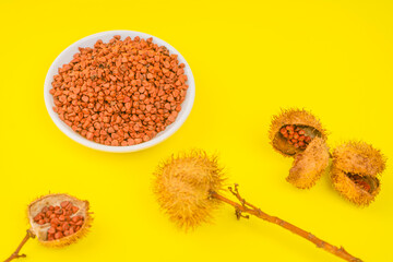 Close up of the red fruits of an achiote tree