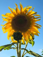 sunflower on blue background