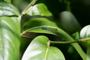 Lib&eacute;lula azul na folha