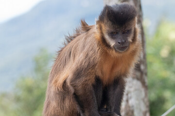 Macaco  observando o solo