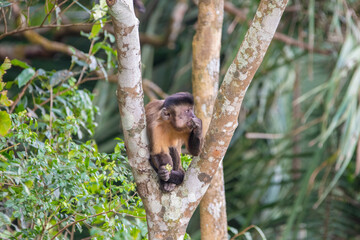 Macaco na árvore