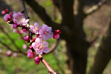 pink blossom in spring