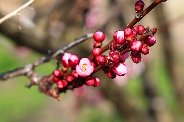 Branches of a flowering apricot tree covered with pink flowers