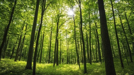 A scenic view of a forest filled with deciduous trees, the fresh green leaves creating a vibrant, natural environment